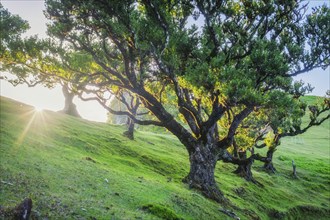 Centuries-old til trees in fantastic magical idyllic Fanal Laurisilva forest on sunrise. Madeira