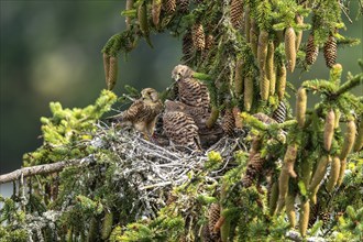 Common kestrel (Falco tinnunculus), female adult bird feeding young birds not yet ready to fly in