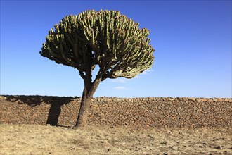 Ruins of the Palace of the Queen of Sheba near Axum, Aksum, Dongur Palace, Euphorbia candelabrum,