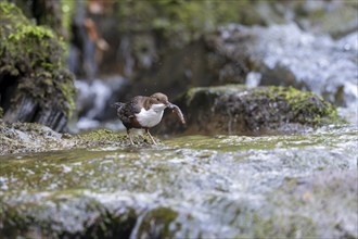 White-throated Dipper (Cinclus cinclus), at a torrent with prey in its beak, Rhineland-Palatinate,