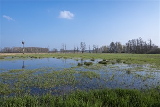 Wetland, flooded meadows, Barnbruchswiesen and Ilkerbruch nature reserve, Lower Saxony, Germany,