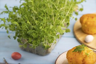 Homemade cakes with chocolate eggs and mizuna cabbage microgreen on a blue wooden background. side