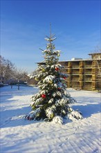 Christmas tree in the snow, Christmas tree, winter landscape, Christmas motif, Christmas, Christmas