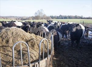 Rare breed Belted Galloway beef cattle herd at Lux farm, Kesgrave, Suffolk, England, United