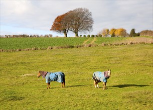 Two horse wearing winter coats standing in a fielding autumn, near East Kennett, Wiltshire,