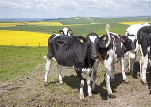 Young cattle standing high on chalk downland with oil seed rape crop in background, Tan Hill, All