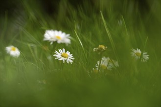 Blurred background with several daisies between green grass, Germany, Europe