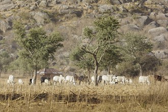 Cows in the field in Maraban Dare community, Plateau state, 07/02/2024