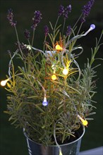 Lavender (Lavandula), with fairy lights, North Rhine-Westphalia, Germany, Europe