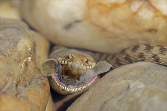 Dice snake (Natrix tessellata) with preyed fish, Provence, southern France