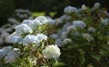 Bigleaf hydrangea (Hydrangea macrophylla), also garden hydrangea, flowering hydrangea, white