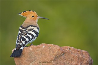 Hoopoe, (Upupa epops), on a perch, family Hoopoes, early raptors, Hides de El Taray / Lesser