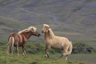 Icelandic horses fighting with each other, mountainous, Höfn, Iceland, Europe