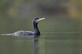 Great cormorant (Phalacrocorax carbo), Lower Saxony, Germany, Europe