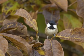 Coal tit (Periparus ater) adult bird amongst autumn leaves of a garden Magnolia tree, Suffolk,