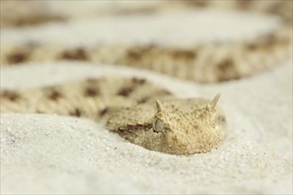 Saharan horned viper (Cerastes cerastes), captive, occurring in Africa