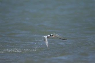 Common tern (Sterna hirundo) adult bird emerging from the sea with a fish in its beak, Suffolk,