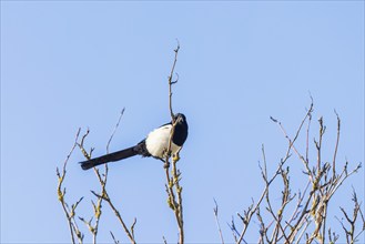 Magpie (Pica pica) sitting on branch in a treetop with a blue sky