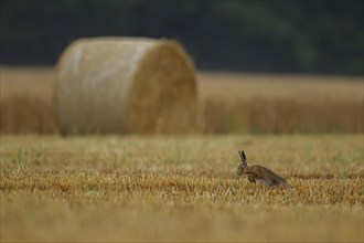 Brown hare (Lepus europaeus) adult animal running in a farmland stubble field in the summer,