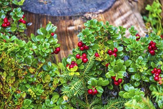 Red Lingonberry (Vaccinium vitis-idaea) growing by a tree stump on the forest ground at autumn