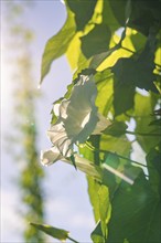 White flower on a green leaf, illuminated by the sun's rays and natural surroundings, hop garden,