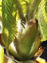 Chestnut, common horse-chestnut (Aesculus hippocastanum), sticky bud with young leaves, fine hairs