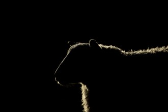 Domestic sheep (Ovis aries) adult ewe farm animal rim lit standing in a grass field, England,