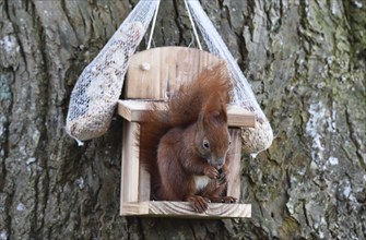 Squirrel (Sciurus) eats hazelnuts at the feeder