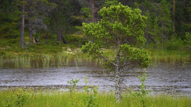 Shot of a spruce (Picea) at the edge of a pond in the rain, landscape, landscape shot, close-up,