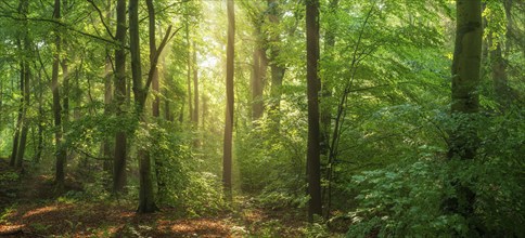 Natural green beech forest in the morning light, the sun shines through the morning mist, Ziegeroda