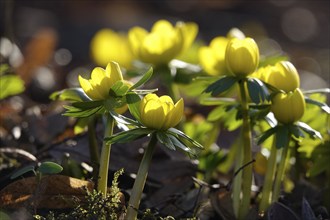 Winter aconites (Eranthis hyemalis), January, Saxony, Germany, Europe