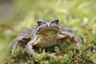 Common frog (Rana temporaria), North Rhine-Westphalia, Germany, Europe