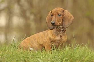 Dachshund, dachshund, young animal, 12 weeks old