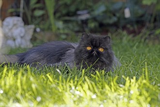 Persian cat, long-haired cat