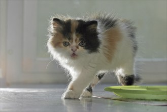 Persian cat, long-haired cat