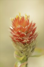 Spherical amaranth (Gomphrena haageana), flower, ornamental plant, North Rhine-Westphalia, Germany,