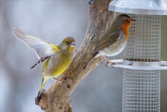 European greenfinch (Chloris chloris), Germany, Europe