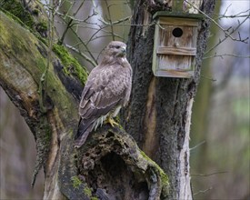 Steppe buzzard (Buteo buteo), Germany, Europe