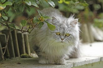 Persian cat, long-haired cat