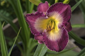 Flower of a daylily (Hemerocallis), Bavaria, Germany, Europe