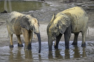 African forest elephants (Loxodonta cyclotis) in the Dzanga Bai forest clearing, Dzanga-Ndoki