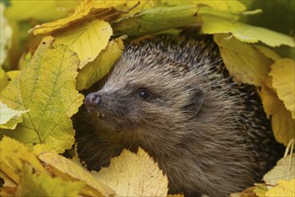 European hedgehog (Erinaceus europaeus) adult animal emerging from a pile of fallen autumn leaves