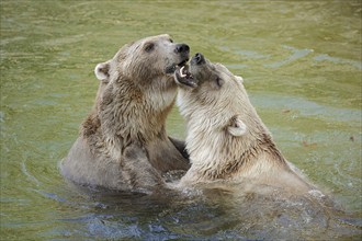 European brown bears (Ursus arctos arctos) playing in the water, captive, Germany, Europe