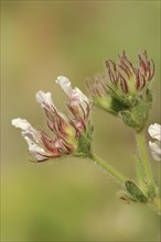 Hairy sweet clover or rough-haired sweet clover (Lotus hirsutum, Dorycnium hirsutum), flowers,