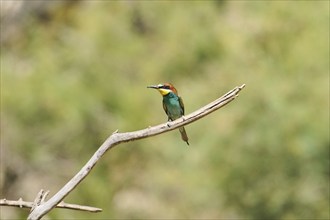 European bee-eater (Merops apiaster) sitting on a branch, Spain, Europe