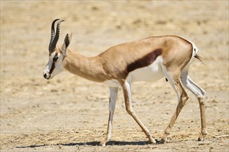 Springbok (Antidorcas marsupialis), walking through the dessert, captive, distribution Africa