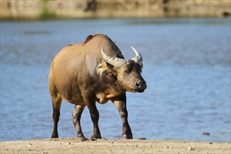 Cape buffalo (Syncerus caffer caffer) in the dessert, captive, distribution Africa