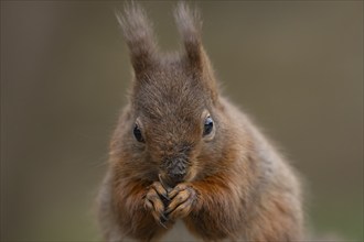 Red squirrel (Sciurus vulgaris) adult animal eating a nut, Yorkshire, England, United Kingdom,