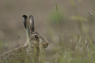 Brown hare (Lepus europaeus) adult animal on the edge of a farmland field in the summer, Suffolk,