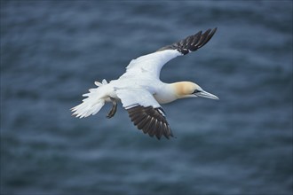 Close-up of Northern gannet (Morus bassanus) in spring (april) on Helgoland a small Island of